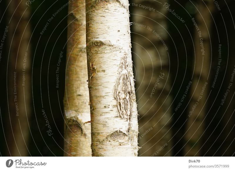 Bark of a birch tree peeling off - a Royalty Free Stock Photo from Photocase