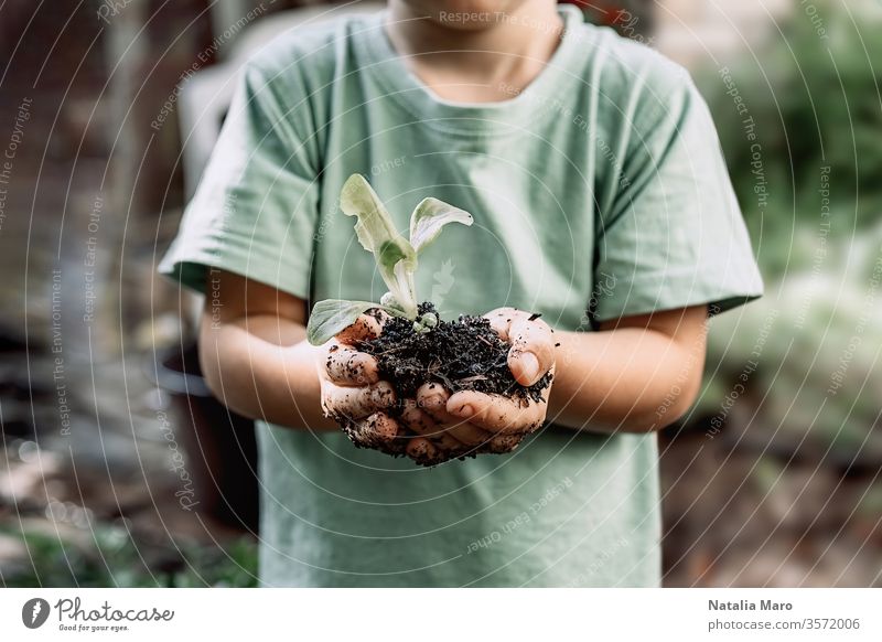 Young plant sprout in little boy's hands. Concept of farming and environment protection nature life small spring young concept new soil green agriculture