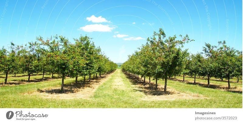 Beautiful nature scene with cherry tree. Plantation of cherry trees in spring. Orchard in spring. Field cherry tree orchard on a sunny day in May after blossoming with cloudscape.