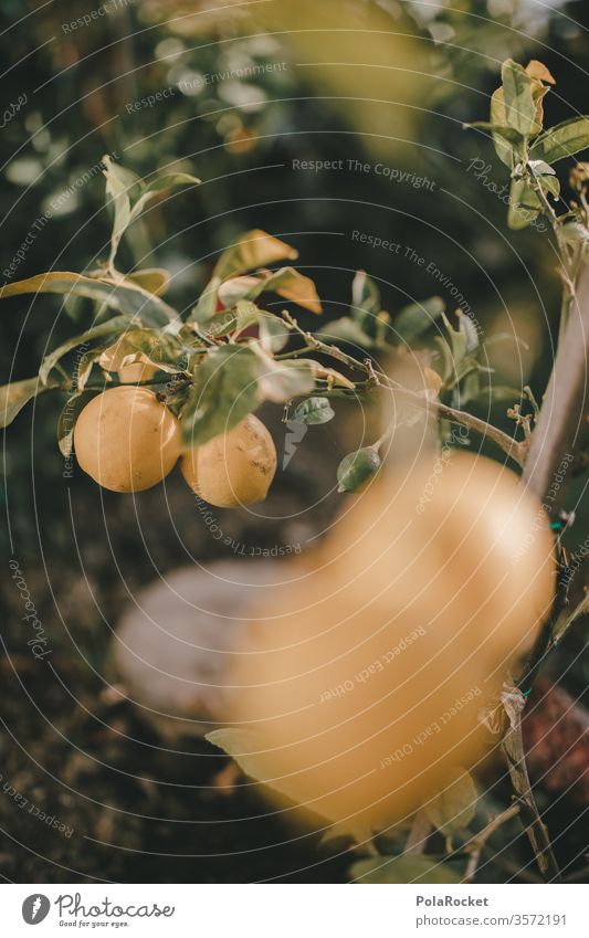 #As# lemons in the garden Lemon yellow Lemon juice Lemon tree Lemon leaf Yellow Garden green Extend reap Vitamin C fruit Colour photo Shallow depth of field