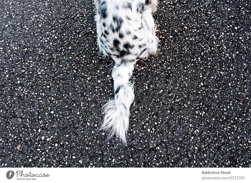 Dog tail sitting on the asphalt ground dog animal pet alone street english setter black white curious summer calm pavement city interest nature domestic town