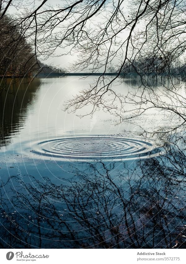 Rippling water of lake in forest ripple circle scenery leafless overcast pond nature montseny massif spain tree reflection mirror landscape scenic ring aqua