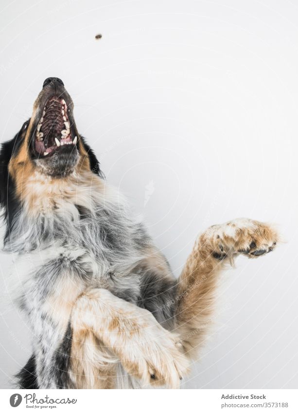 Furry dog catching snack in studio food breed bordernese mix pet animal fur spot fluff canine border collie bernese mountain domestic pedigree creature mammal