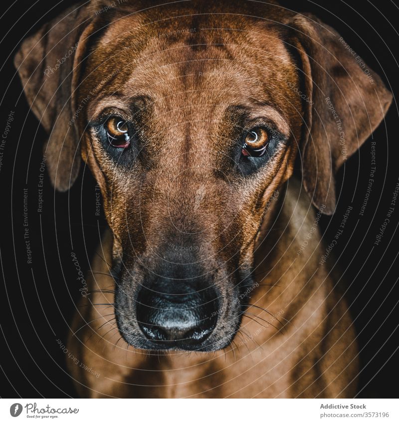 Purebred Ridgeback dog on black background rhodesian ridgeback breed purebred pet animal muzzle canine domestic pedigree calm serious brown loyal intelligent