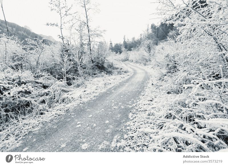 Frozen young trees and bushes along empty dirt road in winter highland frost snow shrub valley slope mountain snowy rime pathway hill peaceful hoarfrost travel