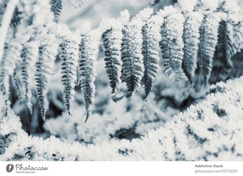 Frozen grass and bushes in winter day leaf frost snow hoarfrost glade rime plant stalk frozen snowy field floral wintry foliage season botanic wild cold organic