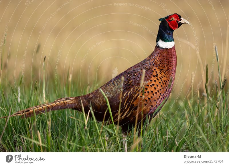 pheasant Nature Nature reserve animals Observe Trip shallow depth of field landscape photograph Close-up animal intake Blur Relaxation Calm background