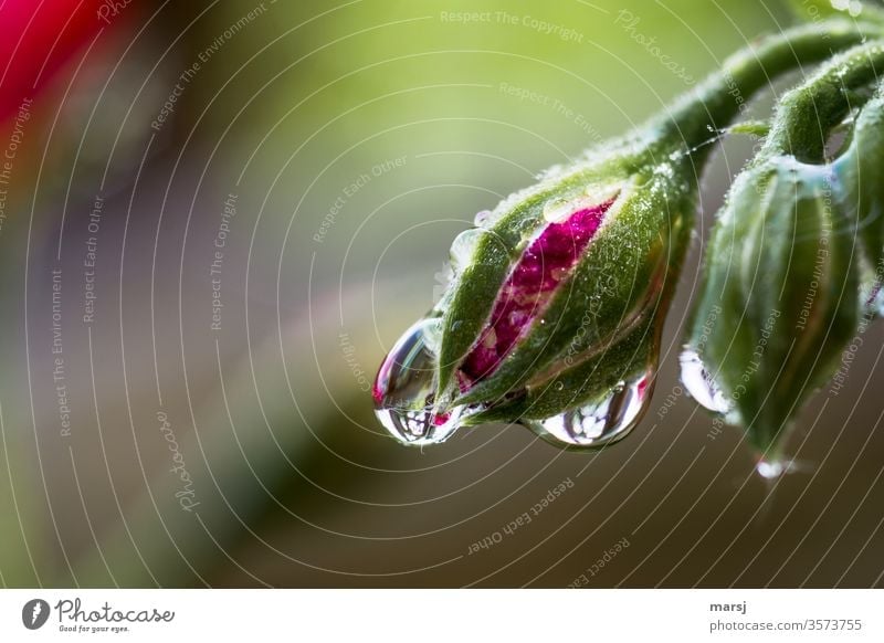 Water Drops On Pelargonium Flower Bud A Royalty Free Stock Photo From Photocase