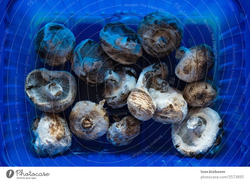 Aerial view of moldy champignon mushrooms in a plastic container symbolizing food waste mildew fungus unhealthy closeup rotten spore fungi organic spoiled macro