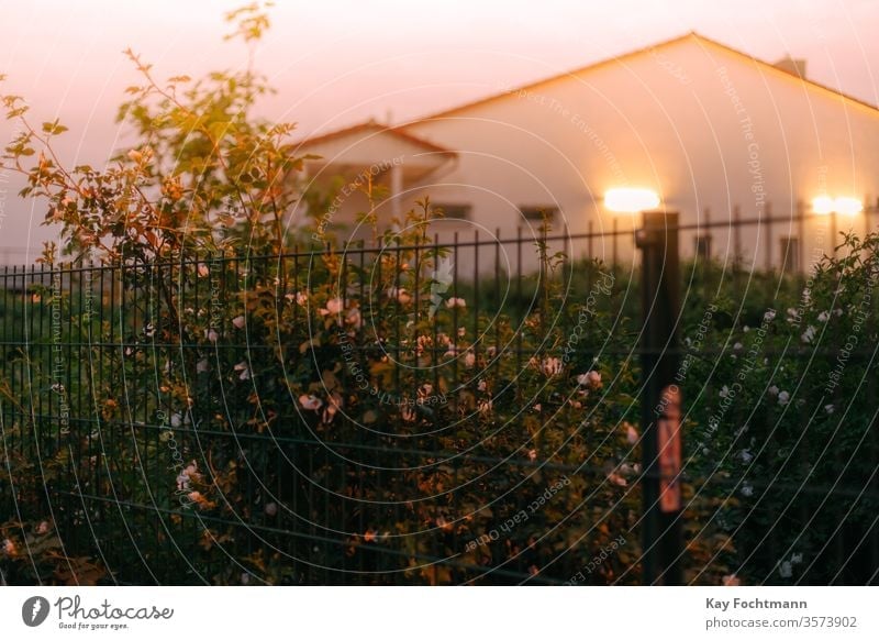 bush of roses at fence with illuminated house in the background green gardening petals pink beautiful blooming flower nobody nature plant color closeup outdoors