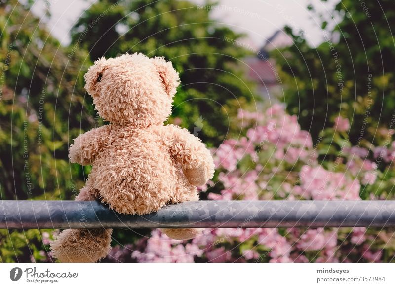 Teddy bear sitting on a pole bleed bush Meditative Exterior shot Infancy Nature Playing Toys teddy Day Cuddly toy Colour photo Sadness Cute Soft Bright outlook