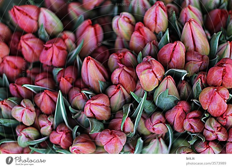 1900 I many, beautiful, closed, pink tulip flowers together with green petals on the market for sale Assortment of pretty, fresh tulips with flower heads, from above, in shades of red. Top view of decoration with tulpia at the florist.