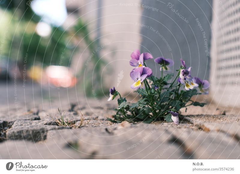 A flower grows on the sidewalk flowers Pansy Plant Colour photo bleed Exterior shot Deserted Shallow depth of field Blossoming Nature Close-up spring Day