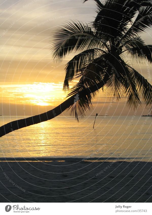 Sunset2 Maldives Beach Palm tree Water