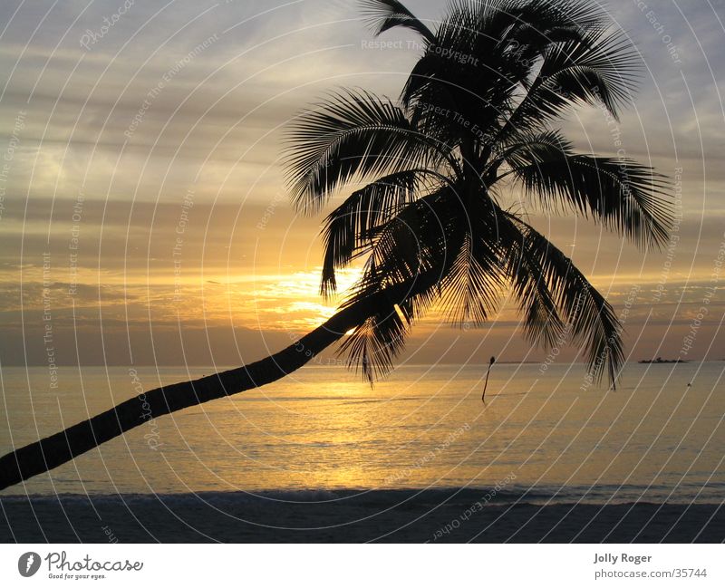 Sunset1 Maldives Beach Palm tree Water