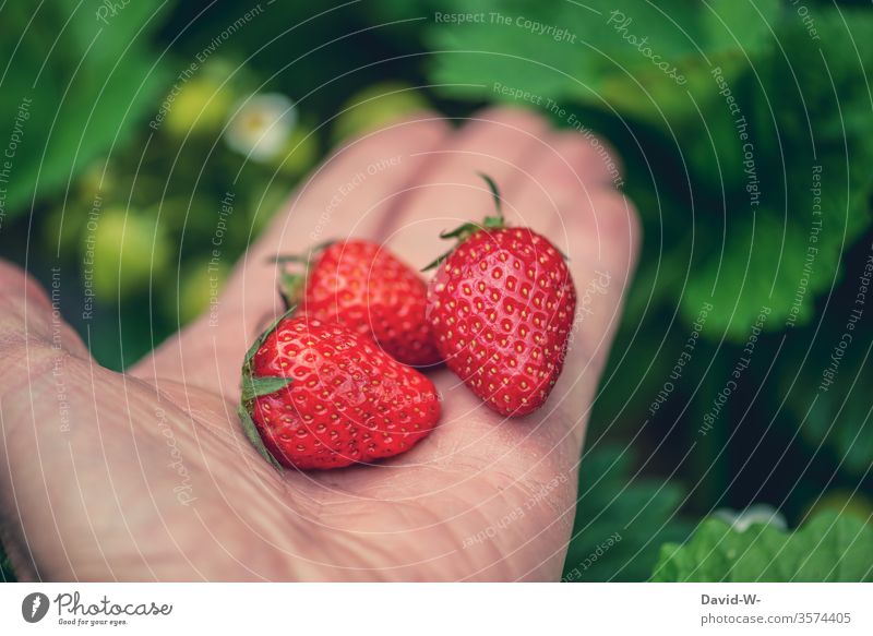 3 juicy tasty red strawberries in one hand in front of a green background Strawberry Time fruit tidbit already berry fruit fruit varieties Fruit cake yield