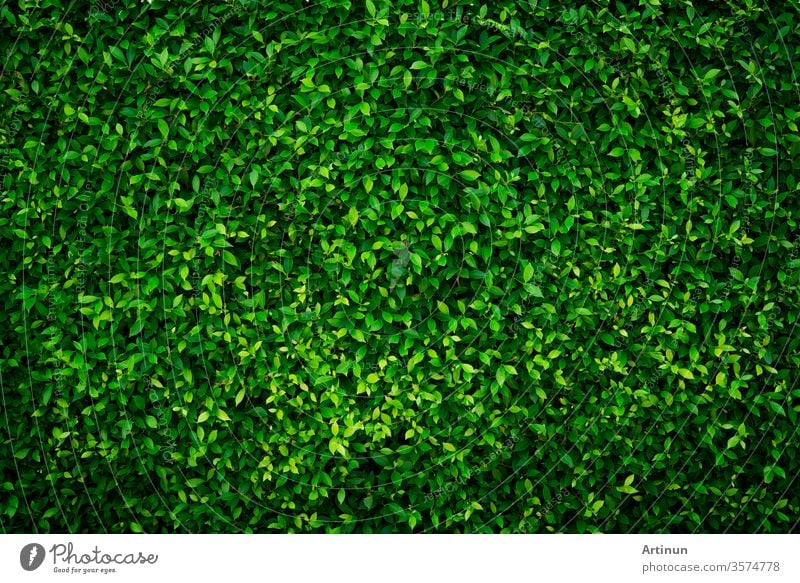 Small green leaves texture background with beautiful pattern. Clean environment. Ornamental plant in the garden. Eco wall. Organic natural background. Many leaves reduce dust in air. Tropical forest.