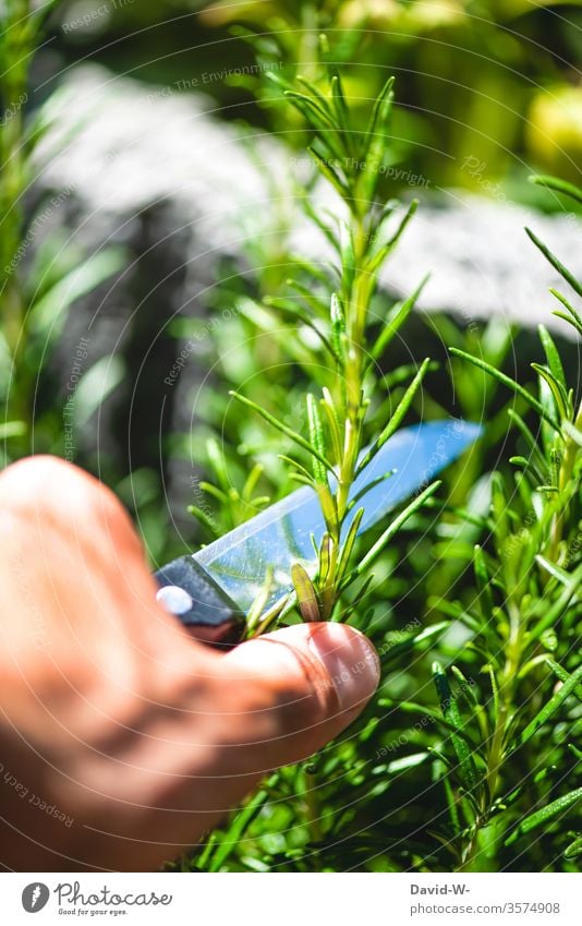 Man cuts off a piece of rosemary with a knife in the garden Plant Rosemary Herbs and spices Herb garden herbs Herbology season boil self-catering