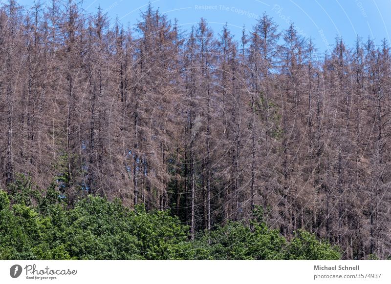 Spruce forest: damage after drought (2019) and by bark beetles aridity Drought Bark-beetle Environment Nature Forest tree Climate change Day Deserted