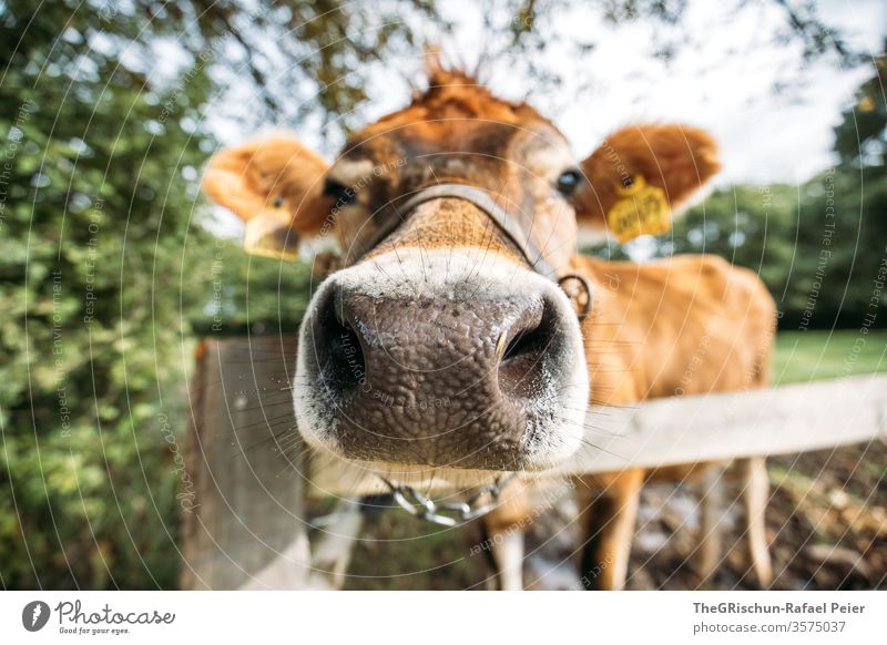 Close-up of a cow chill Animal Willow tree Mammal Agriculture green Exterior shot Grass Farm Detail Looking into the camera Wide angle nostrils wittily 1 animal