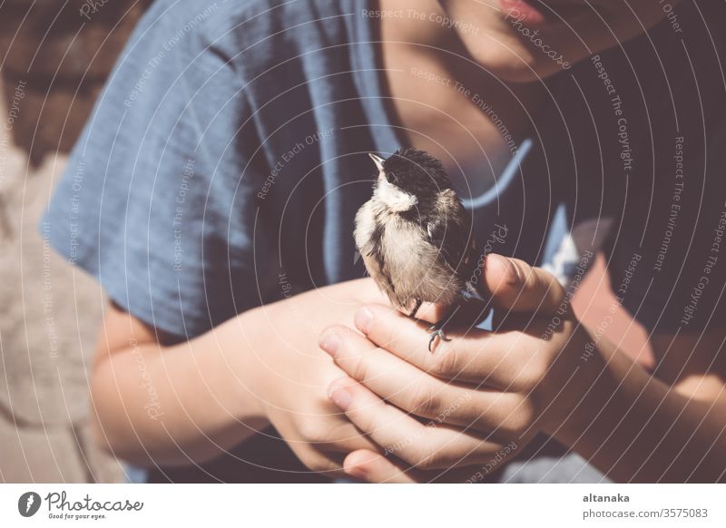 little boy is playing with a chick at the day time. kind child bird hand care animal cute nature outdoors life feather holding finger wildlife people young beak
