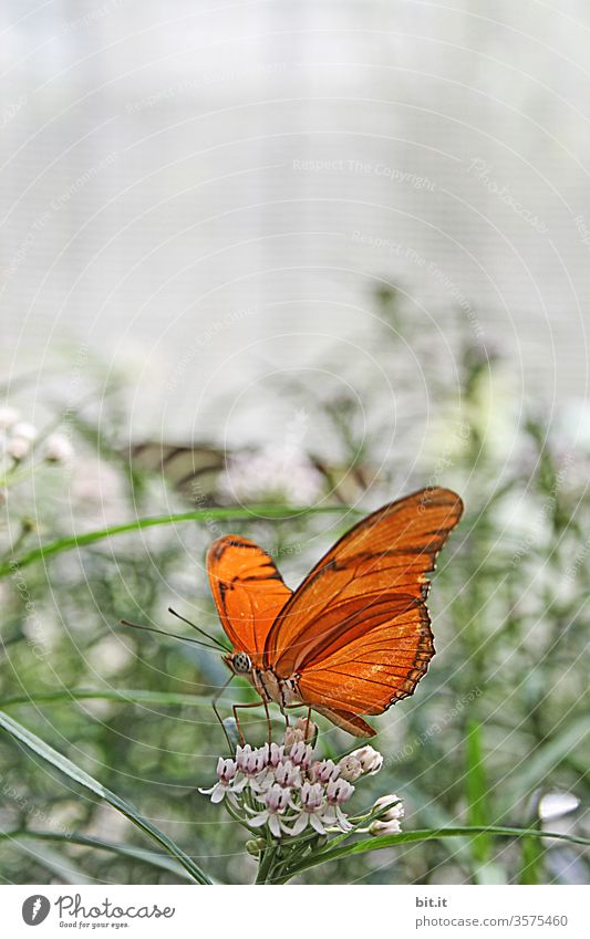 Haute Couture l in butterfly skirt Butterfly butterflies Insect Close-up Animal flowers bleed Orange already variegated Plant Nature natural To feed Foraging