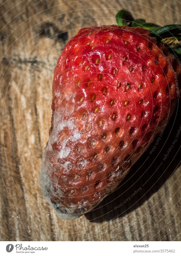 Rotten strawberry on wood background bacterium bad biological closeup decay food fruit fungal fungi fungus garbage macro mildew mold moldy natural nature