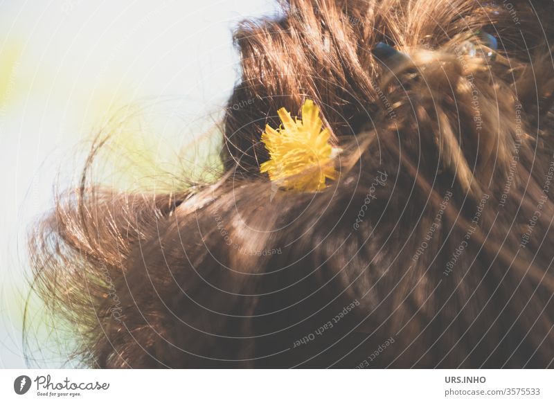 Part of a female head from behind with dandelion blossom in brown hair lowen tooth Brown hairstyle Detail Yellow bleed Woman flowers Day Close-up Chignon