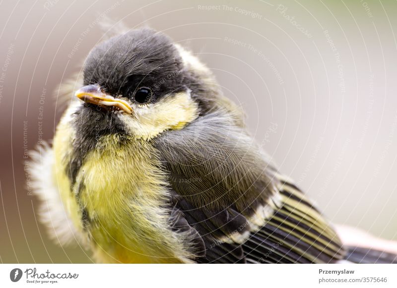 Young great tit (Parus major) parus major bird animal young flying ornithology zoology fauna horizontal portrait closeup day light bright colorful yellow