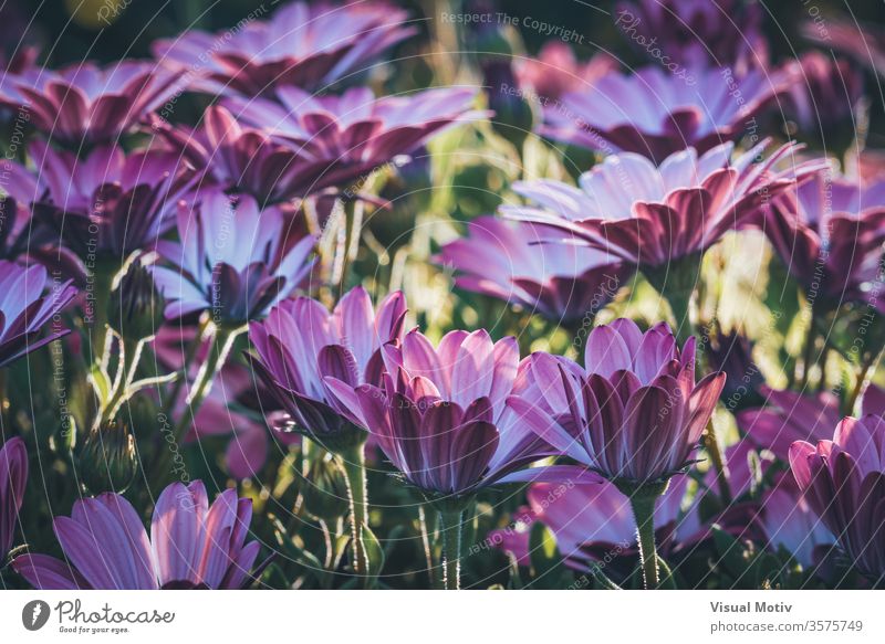 Flowers of Osteospermum 'Soprano Purple' commonly known as African daisy or Cape Daisy flowers bloom blossom botanic botanical botany buds flora floral