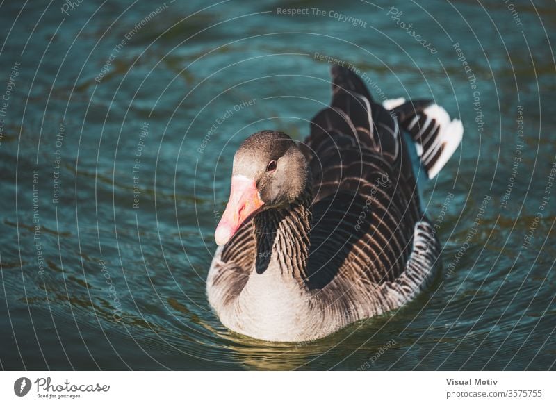Close-up of a wild Goose swimming in a lake of an urban park goose bird water calm feather animal wildlife fowl float waterbird ornithology waterfowl creature