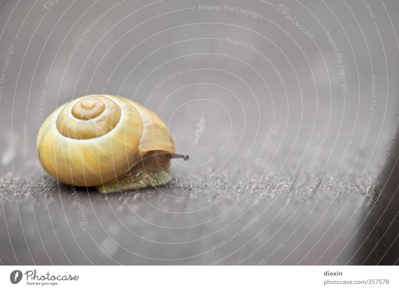 facing the edge Animal Wild animal Snail Feeler Snail shell 1 Threat Nature Protection Safety Slowly Crawl Pests Mollusk Colour photo Exterior shot Close-up