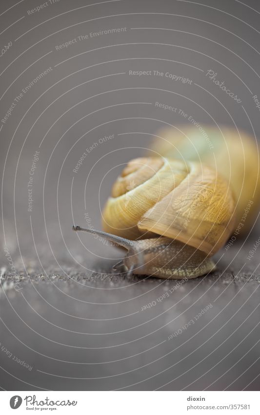 Animal soft Snail Snail shell Mollusk Feeler 2 Nature Protection Safety Slowly Crawl Pests Colour photo Exterior shot Close-up Detail Macro (Extreme close-up)
