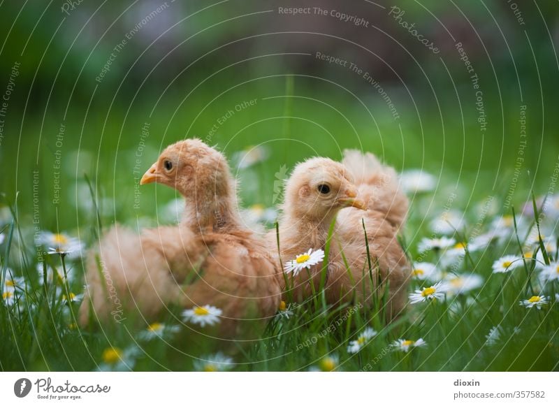flower children Agriculture Forestry Environment Nature Plant Animal Flower Grass Meadow Pet Farm animal Bird Barn fowl Gamefowl Chick 2 Cuddly Natural
