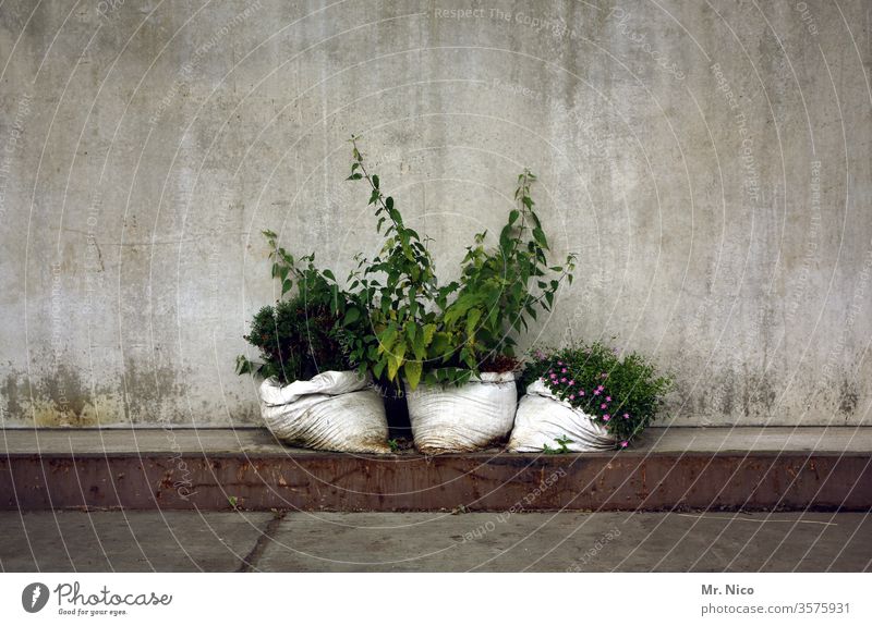 Everything in the bag Concrete wall Abstract Curbside Gloomy built Concrete block Sidewalk Roadside Facade Sack Plant bushes Wall (barrier) spring green
