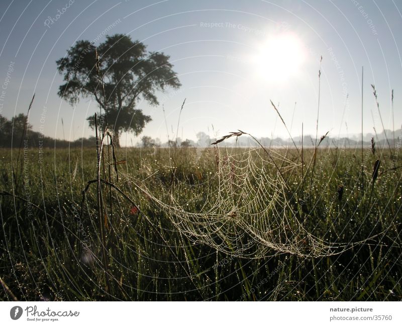Willow and spider web with morning dew Spider's web Dew Drops of water Rich pasture Meadow Grass Blade of grass Pasture Sun solitary tree Elbe