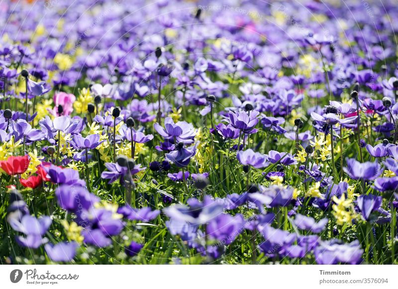Many flowers and blossoms as a mood enhancer Flowering plant Blossom leave Grass Blue Violet Red Yellow green motley Nature Colour photo Moody
