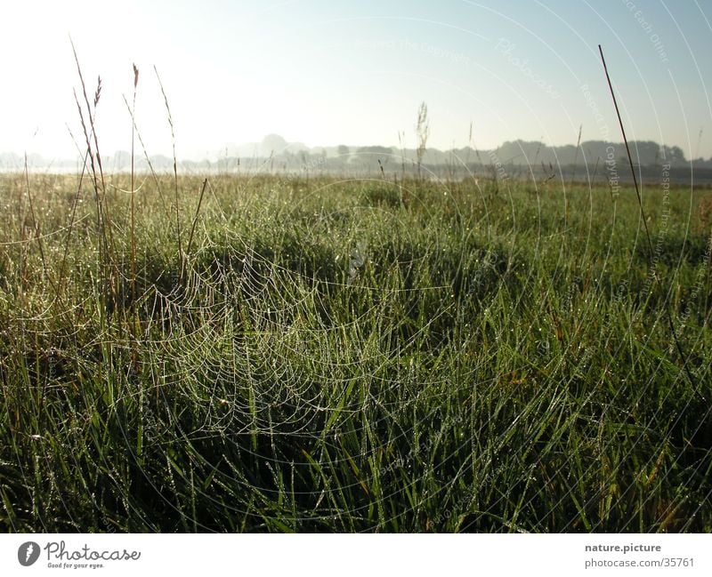 Spider's web with morning dew Dew Drops of water Rich pasture Back-light Meadow Grass Blade of grass Sun Elbe