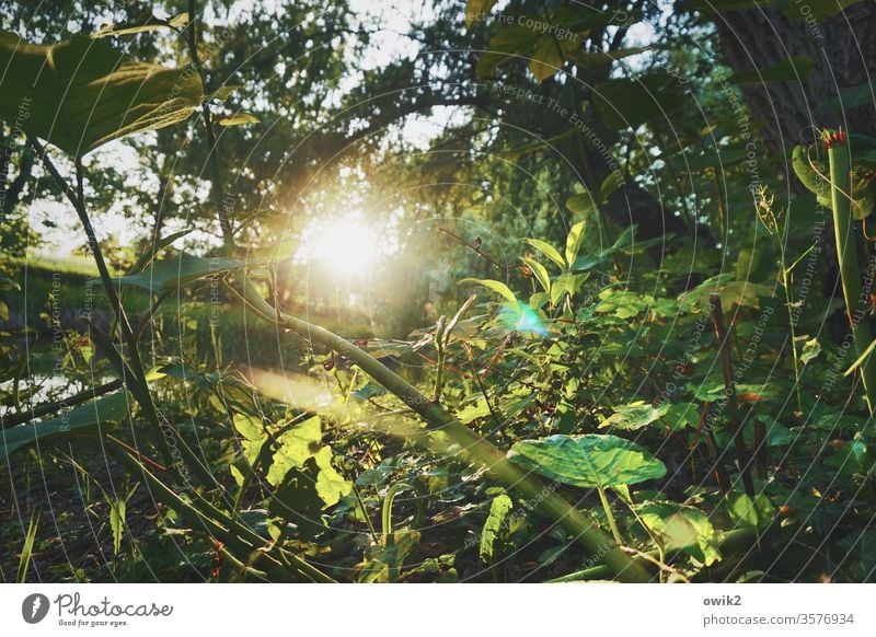 Branch operation Woodground Under plants Nature Sun Sunlight Back-light Brilliant Illuminate Sunset Evening Mysterious leaves Twigs and branches Exterior shot