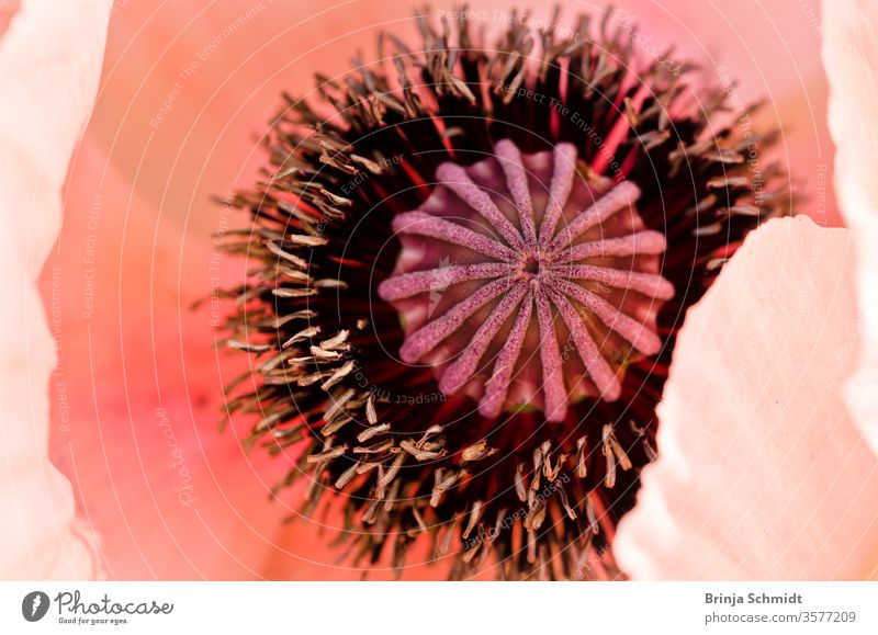 One large, beautiful pink poppy blossom light, glorious and splendid in a garden, from above salmon fragility oriental papaver details macro Ornamental fragile