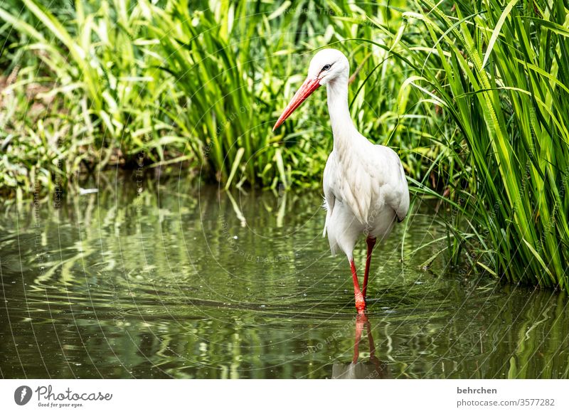 I do not see you yet! but feel your presence! soon you will be mine! Animal Fantastic Exceptional pretty Common Reed Pond Feather Stork Colour photo Light Day
