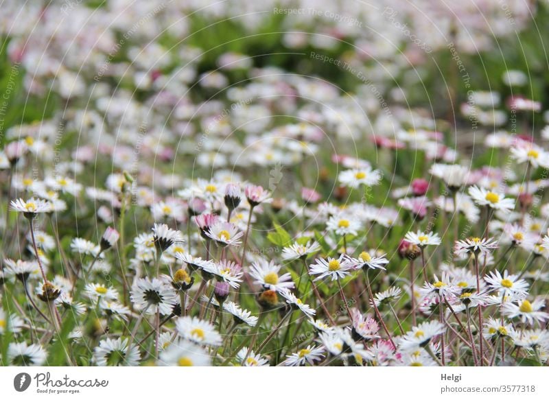 Flower meadow - countless daisies bloom on a meadow flowers bleed Daisy Flowering meadow Landscape Nature Environment natural Plant Meadow Exterior shot