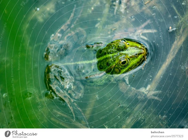 appetizers Detail blurriness Animal portrait Close-up Light Day Contrast Sunlight Exterior shot Wild animal Fantastic Green Frog Colour photo Deserted