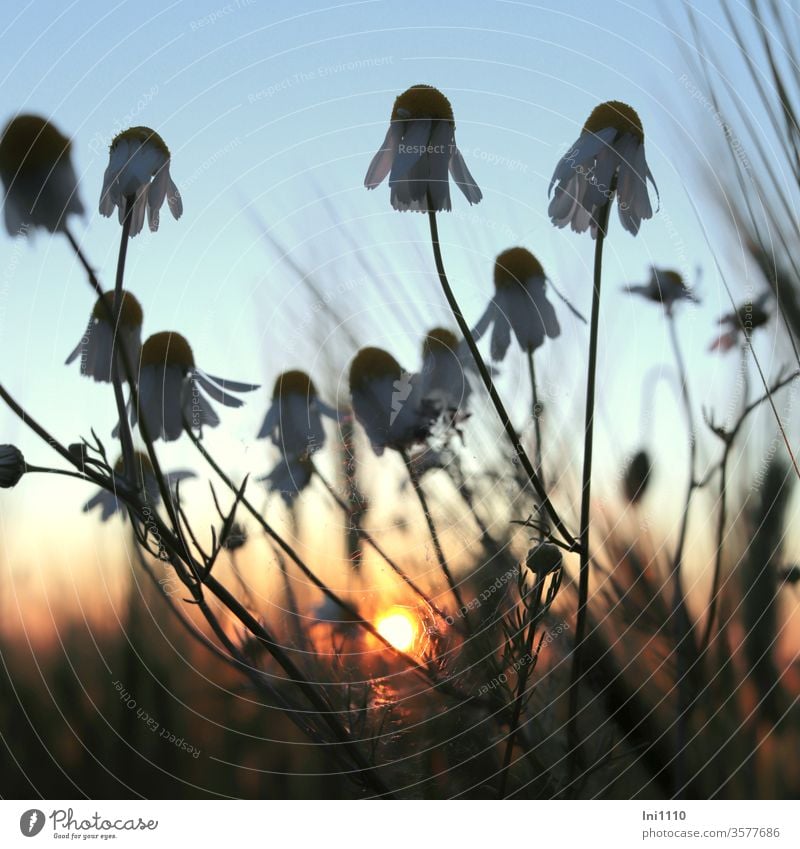 Sunset at the edge of the field Chamomile Camomile blossom Barley feeding evening sunlight pastel Light evening stroll blue hour medicinal plant Worm's-eye view