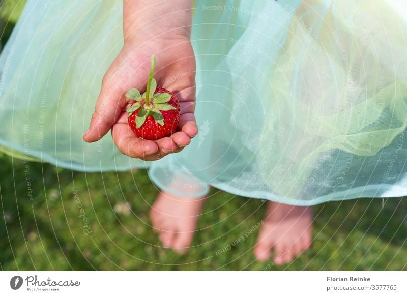 Four year old girl with a tulle skirt holds a strawberry in her hand childhood young food fruit outdoors summer caucasian happy cute person design beautiful