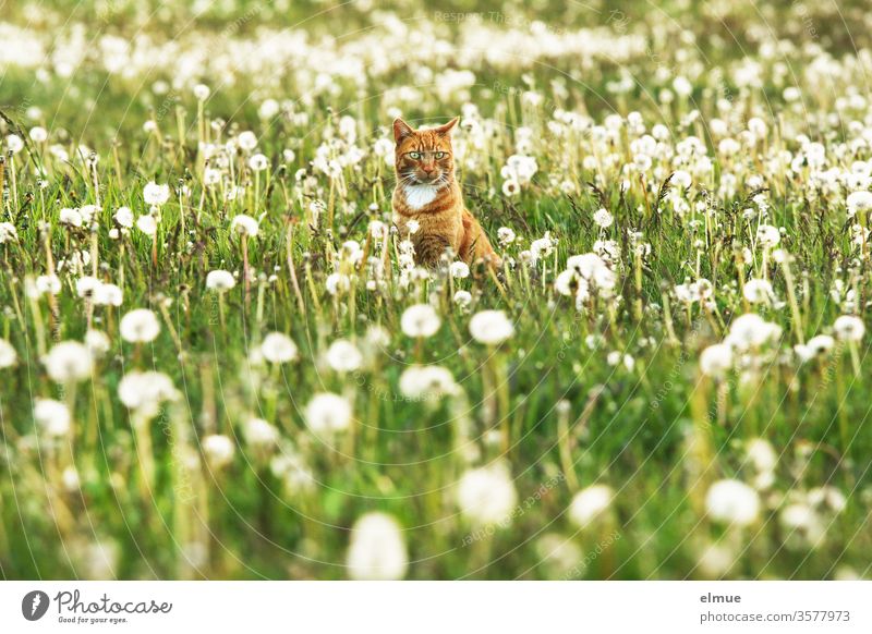red cat sitting on a meadow with dandelions Cat hangover puff flowers Meadow freigänger rural Village romantic Wait Pet Domestic cat tranquillity Sphere
