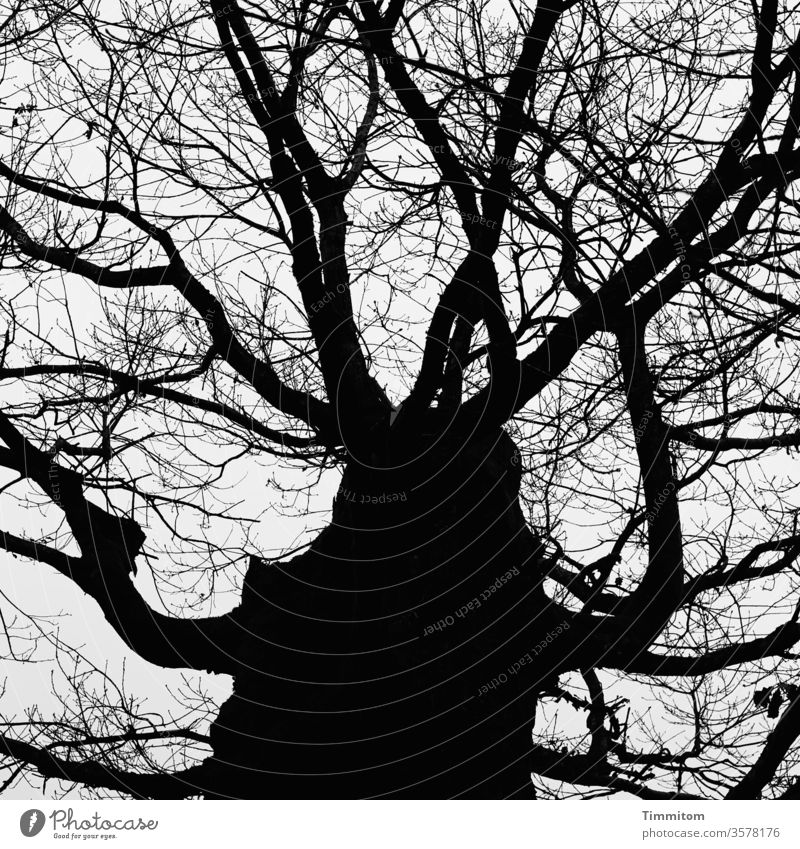 Fabulous - this tree is alive Tree trunk Branches and twigs Leafless Autumn Winter Imagination Black Exterior shot Nature Sky Black & white photo vigorous Old