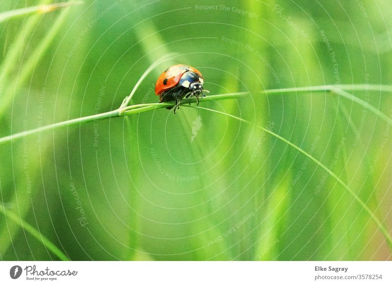 ladybugs Insect Close-up Nature Ladybird Red Beetle spring Exterior shot