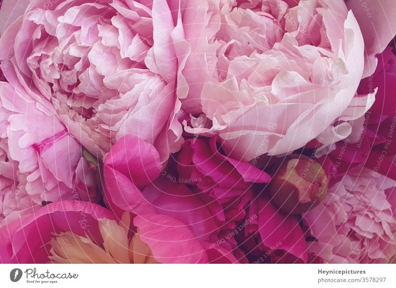 Pink peonies romantic flowers background wallpapers beautiful beauty bloom blossom botanical bouquet closeup day decoration flora floral fresh freshness pastel