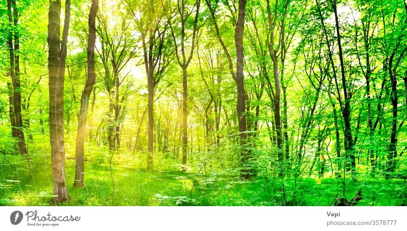 Royalty-Free photo: Green Green Forest Trees